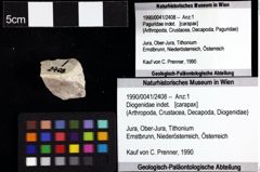 Foto (Objket + Etiketten) von Diogenidae indet. 